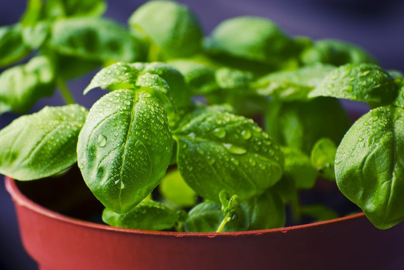 Herb Pots