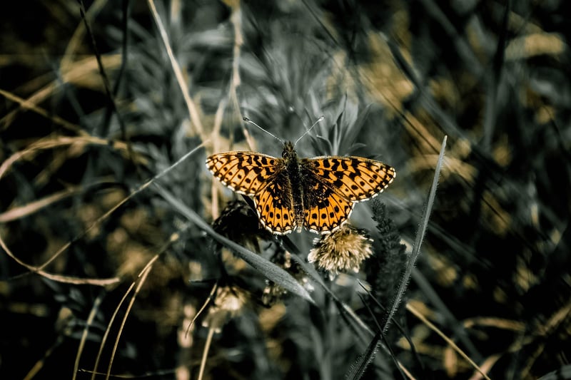 Identifying Insects