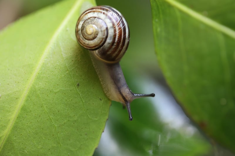 Snails in garden